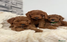 Cockapoo dogs for sale: STUNNING F1 FOX RED COCKERPOO PUPPIES - Image 12