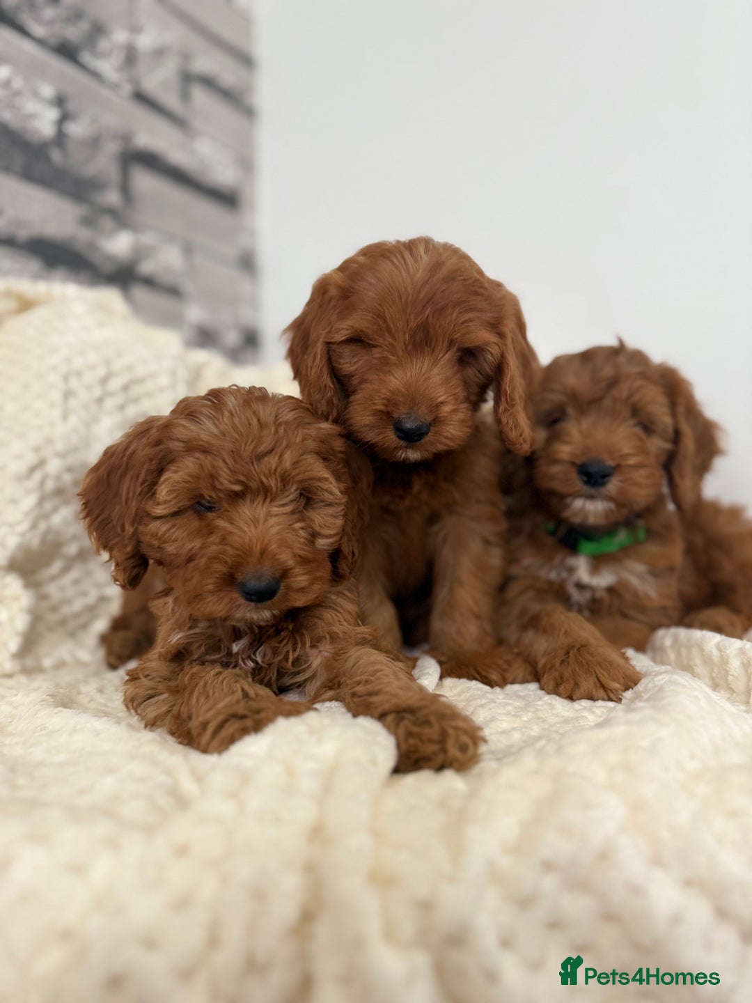 Cockapoo dogs for sale: STUNNING F1 FOX RED COCKERPOO PUPPIES - Image 12