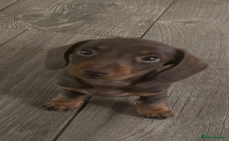 Miniature Dachshund dogs - Advert 10