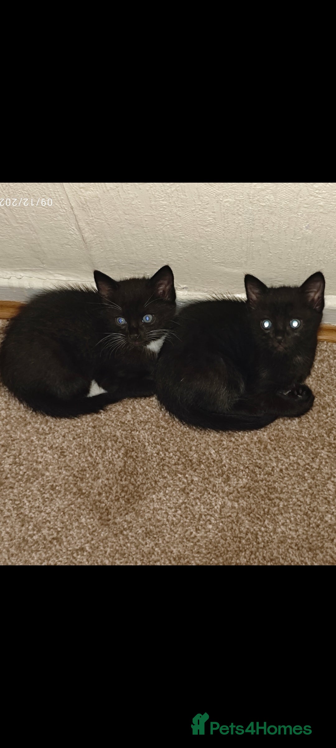 Ragdoll cats for sale: Ragdoll 3kittens😻😺😻 - Advert 4