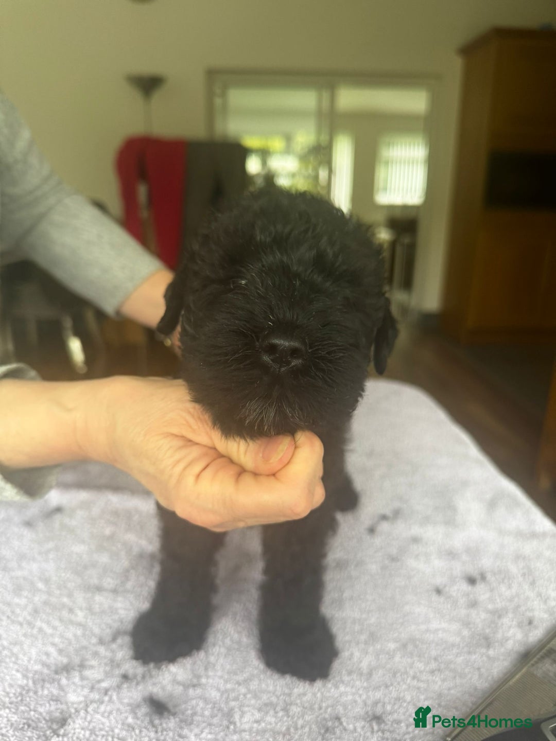 Kerry Blue Terrier dogs for sale: Kerry Blue Terrier Puppies  - Image 5