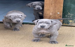 Great Dane dogs for sale: Great Dane puppies looking for forever homes  - Image 9