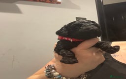 Cockapoo dogs for sale: 10 F1b cockapoo pups for sale  - Advert 4