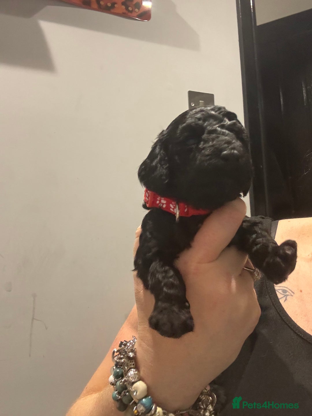 Cockapoo dogs for sale: 10 F1b cockapoo pups for sale  - Advert 4