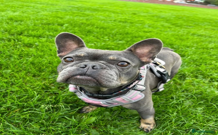 French Bulldog dogs - Advert 1