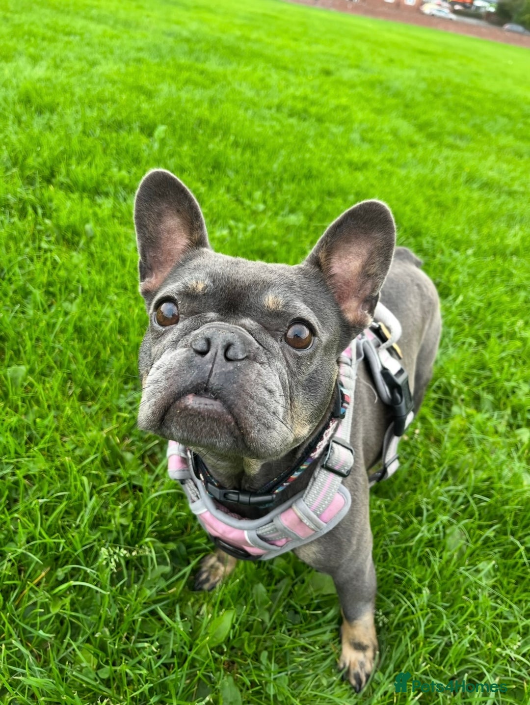 French Bulldog dogs for sale: Meet Zola 🐶  - Image 1