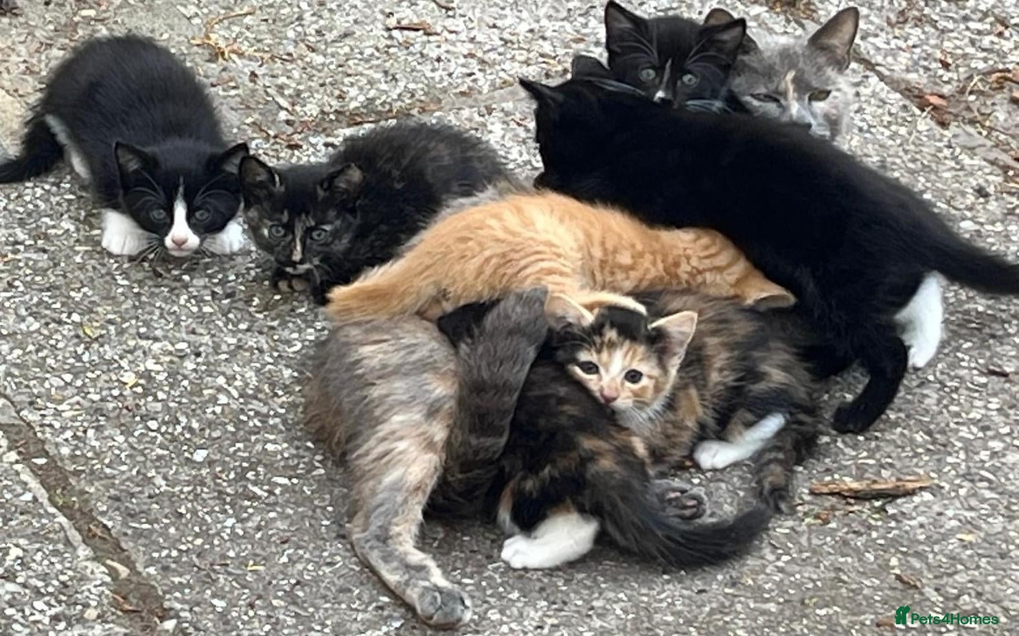 Mixed Breed cats Gorgeous playful kittens - Advert 1