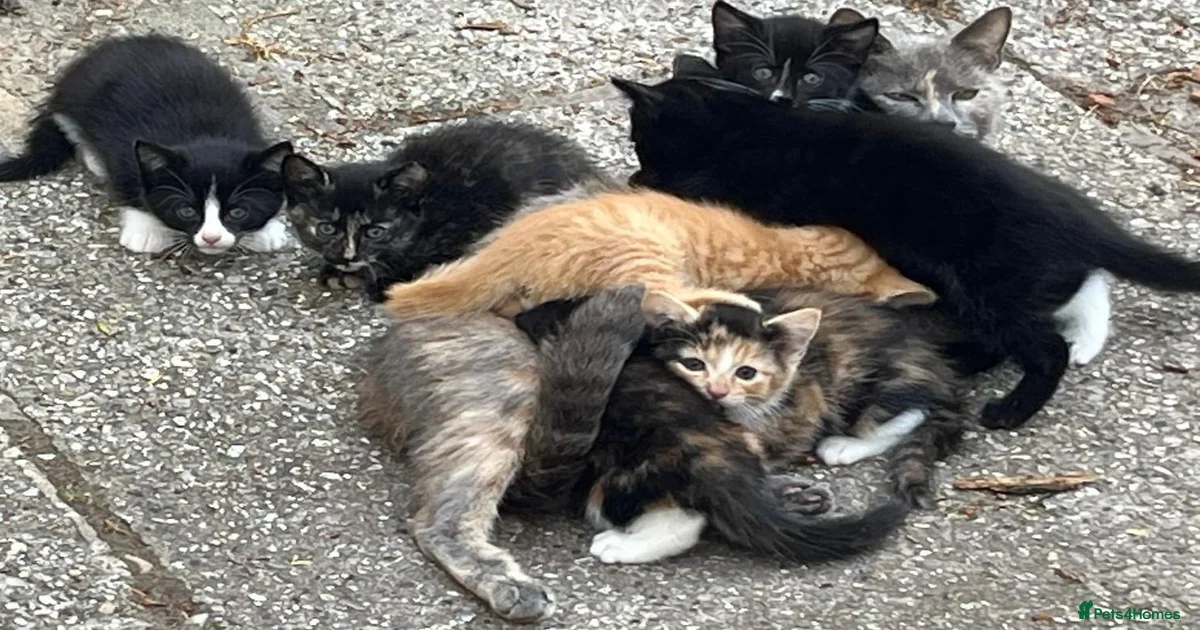 Mixed Breed Kittens for sale in Devizes, Wiltshire | Pets4Homes