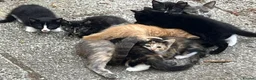 Mixed Breed cats for sale: Gorgeous playful kittens - Advert 1