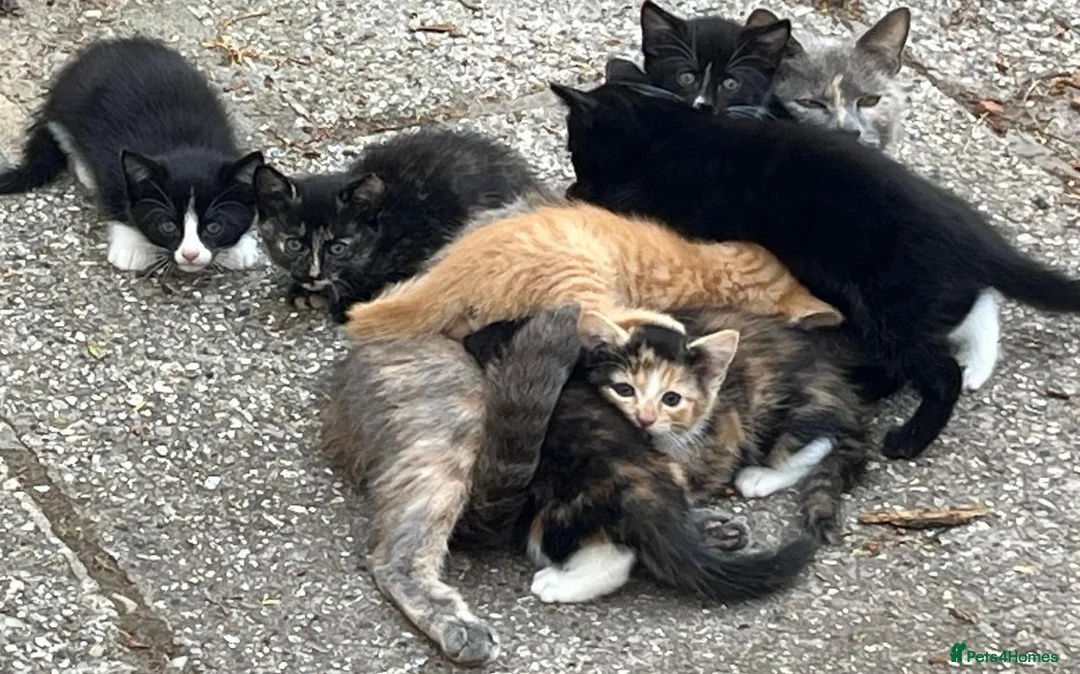 Mixed Breed cats for sale: Gorgeous playful kittens - Advert 1