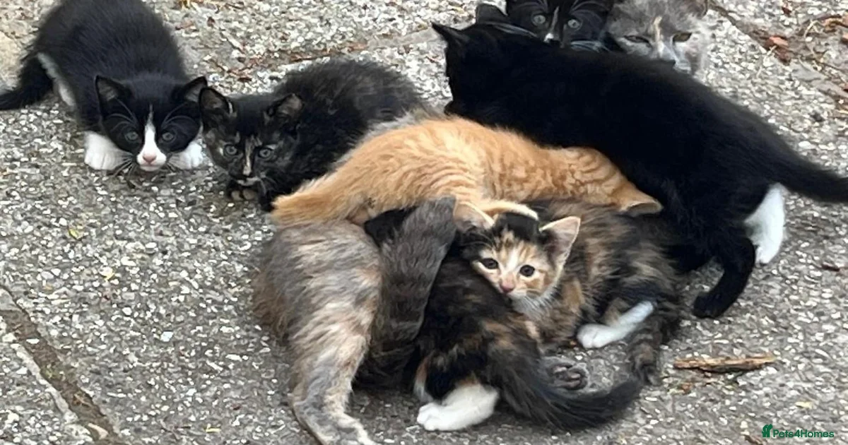 Dedvizes Mixed Breed Kittens for sale in Devizes, Wiltshire | Pets4Homes