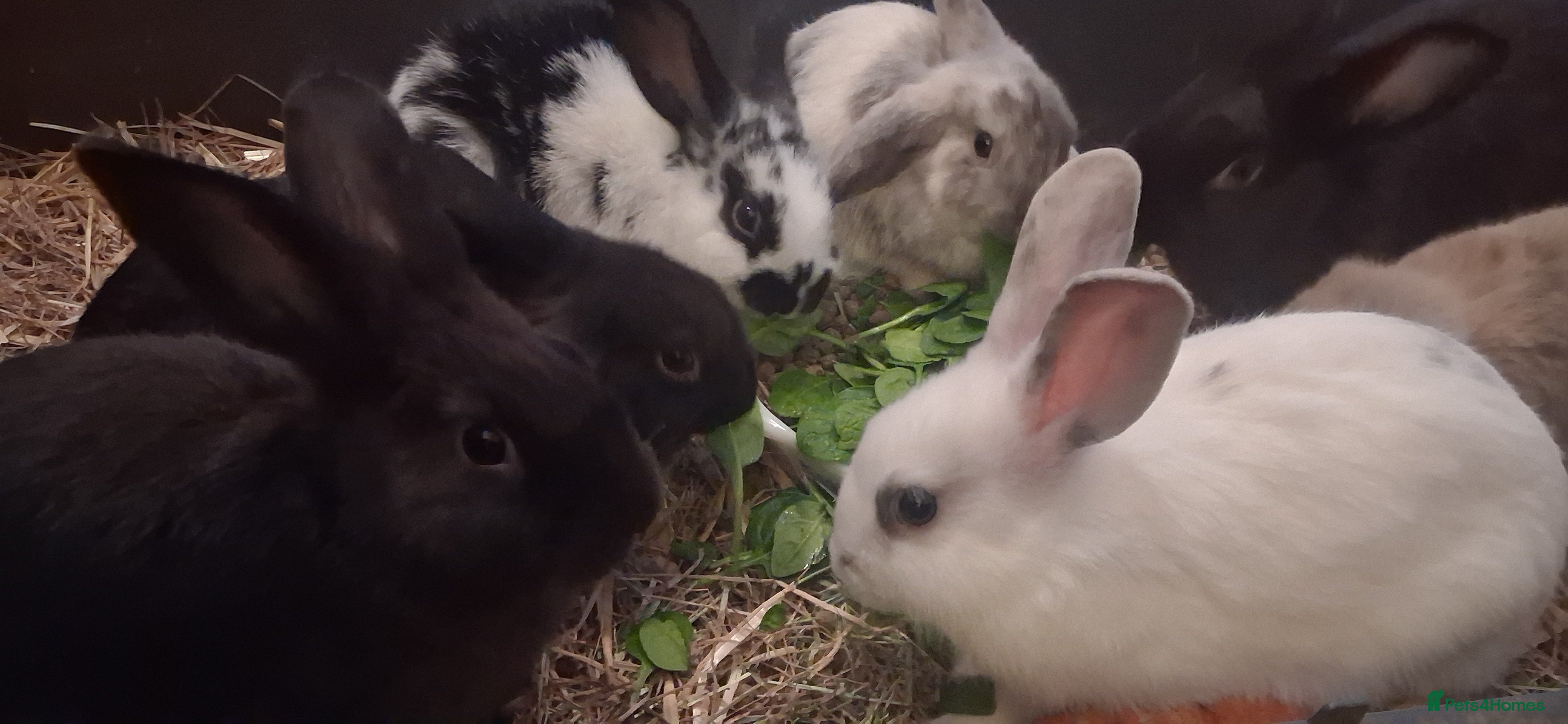 Mixed Breed rabbits Beautiful baby bunny,s  - Advert 4