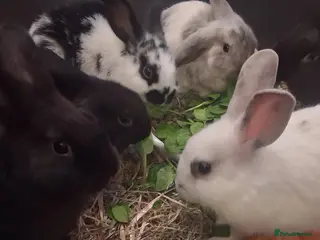 Mixed Breed rabbits Beautiful baby bunny,s - Advert 4
