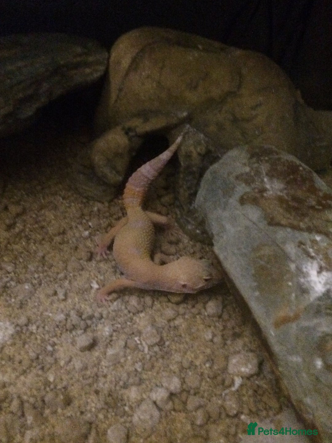 Gecko reptiles for sale: Albino Gecko plus all accessories - Image 3