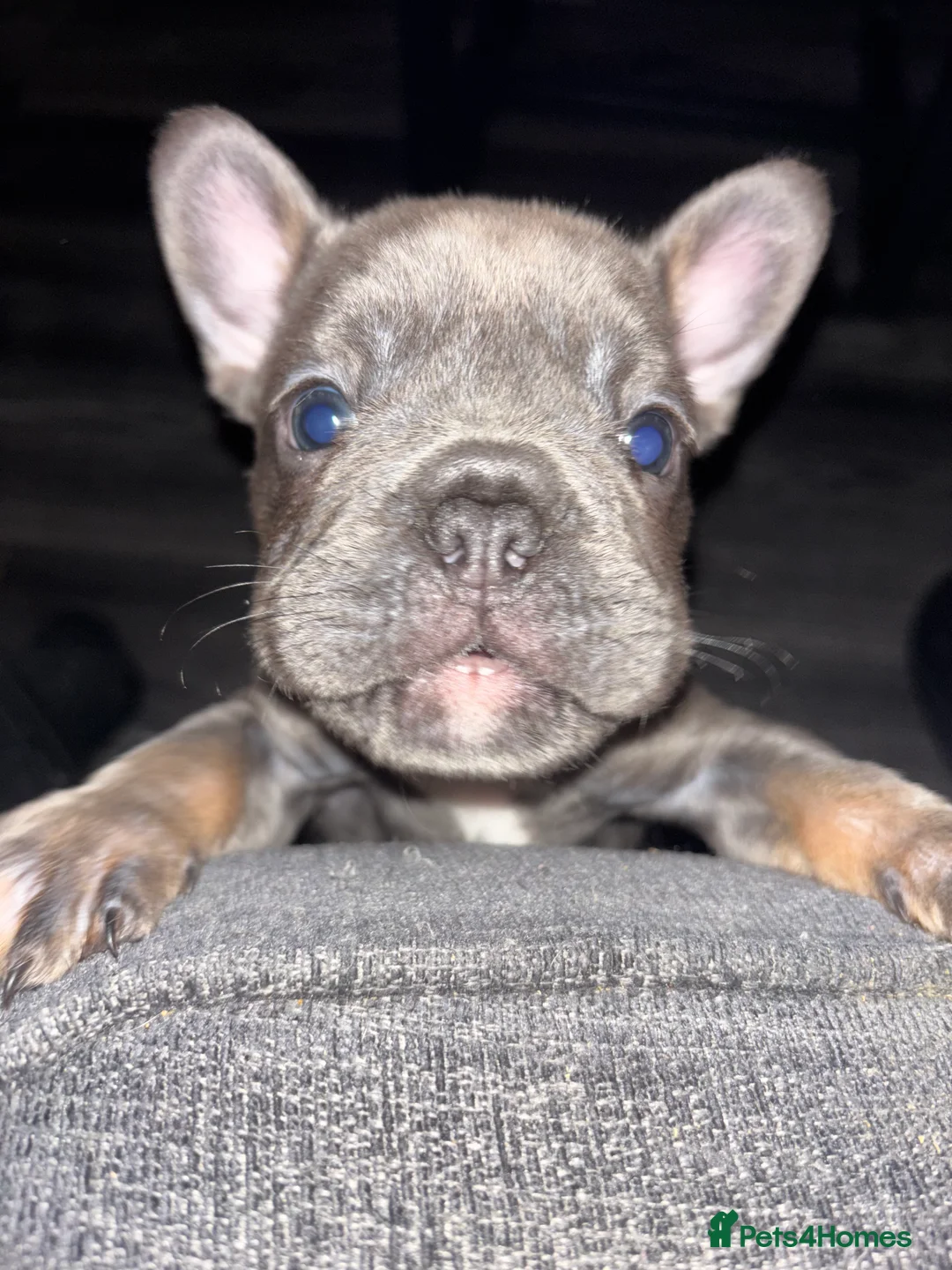 French Bulldog dogs for sale: French bulldog puppies  - Advert 31