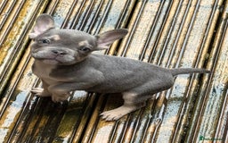 French Bulldog dogs for sale: French bulldog pups KC Reg - Image 3