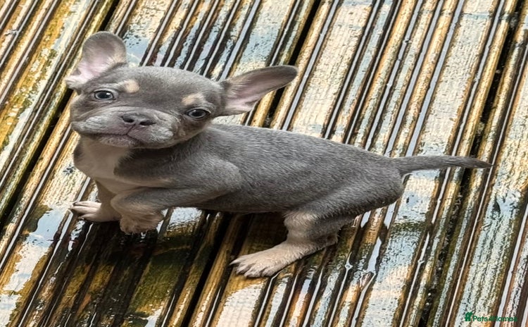 French Bulldog dogs - Advert 2