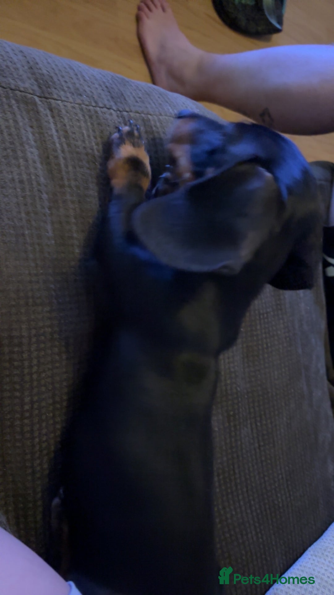 Dachshund dogs for sale: Male dachshund for sale - Advert 5