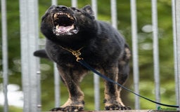 German Shepherd dogs for stud: Czech 🇨🇿 Health Tested German Shepherd Stud  in Birmingham - Image 4