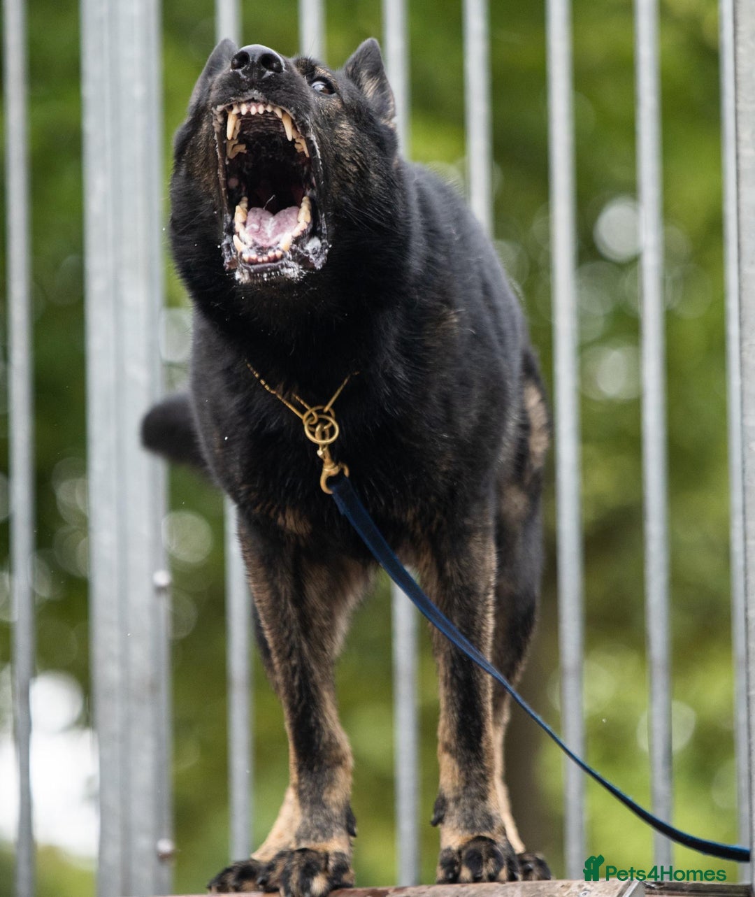 German Shepherd dogs for stud: Czech 🇨🇿 Health Tested German Shepherd Stud  in Birmingham - Image 4