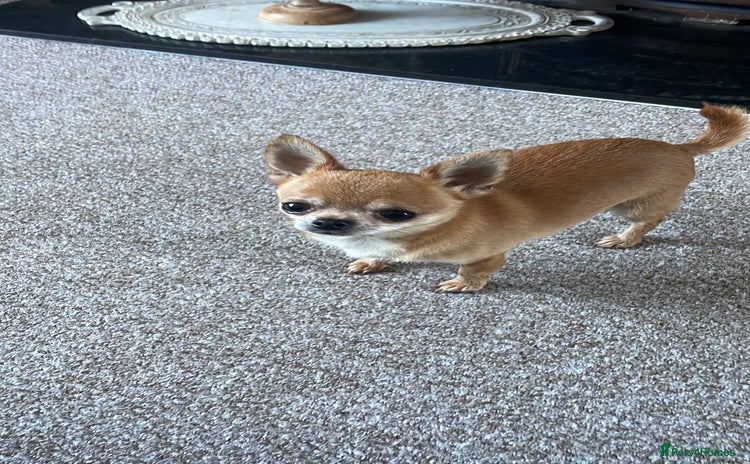 Chihuahua dogs - Advert 7