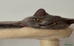 British Shorthair cats for sale: Adorable British shorthair kittens  - Image 9