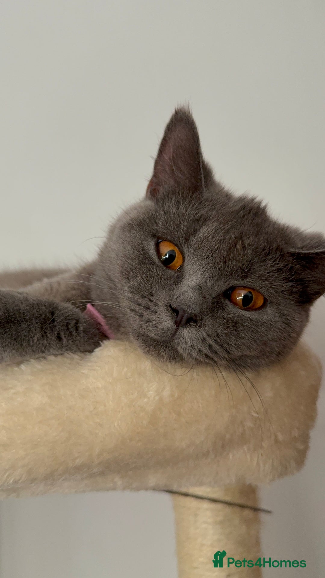 British Shorthair cats for sale: Adorable British shorthair kittens  - Image 9