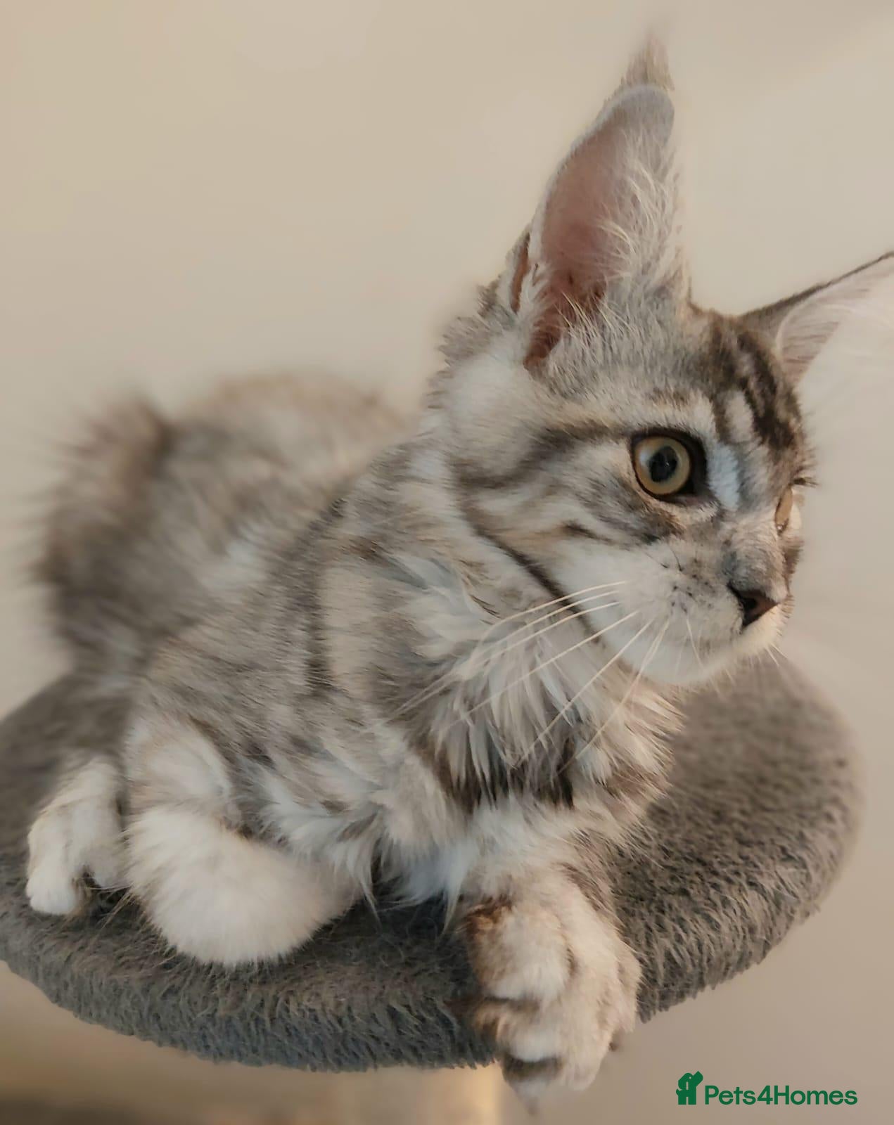 Maine Coon cats 😊Beautiful TICA registered Maine Coon Kittens😊  - Advert 2