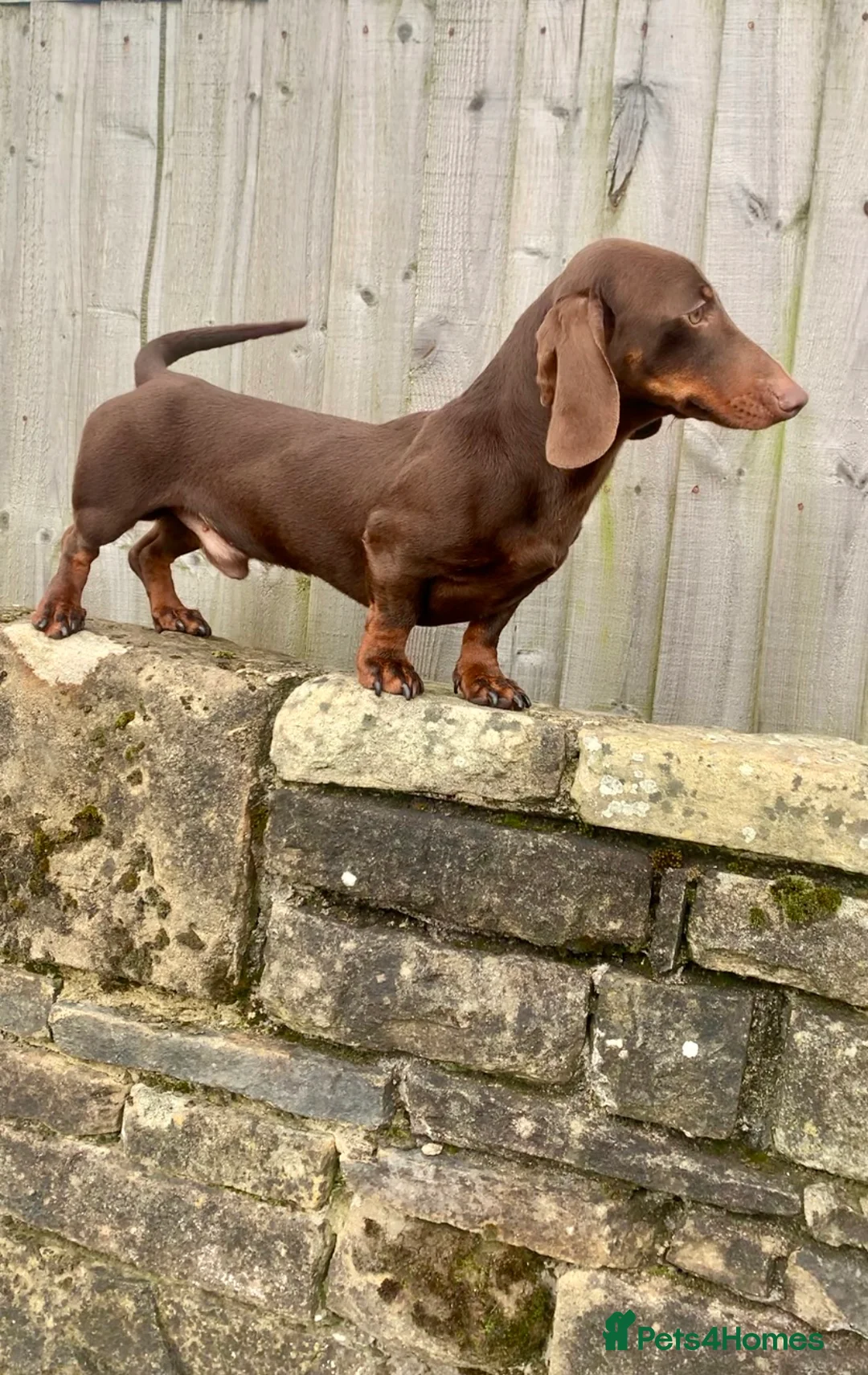 Miniature Dachshund dogs for stud: KC Reg PRA clear Extensively health tested STUD! in Littleborough - Advert 8