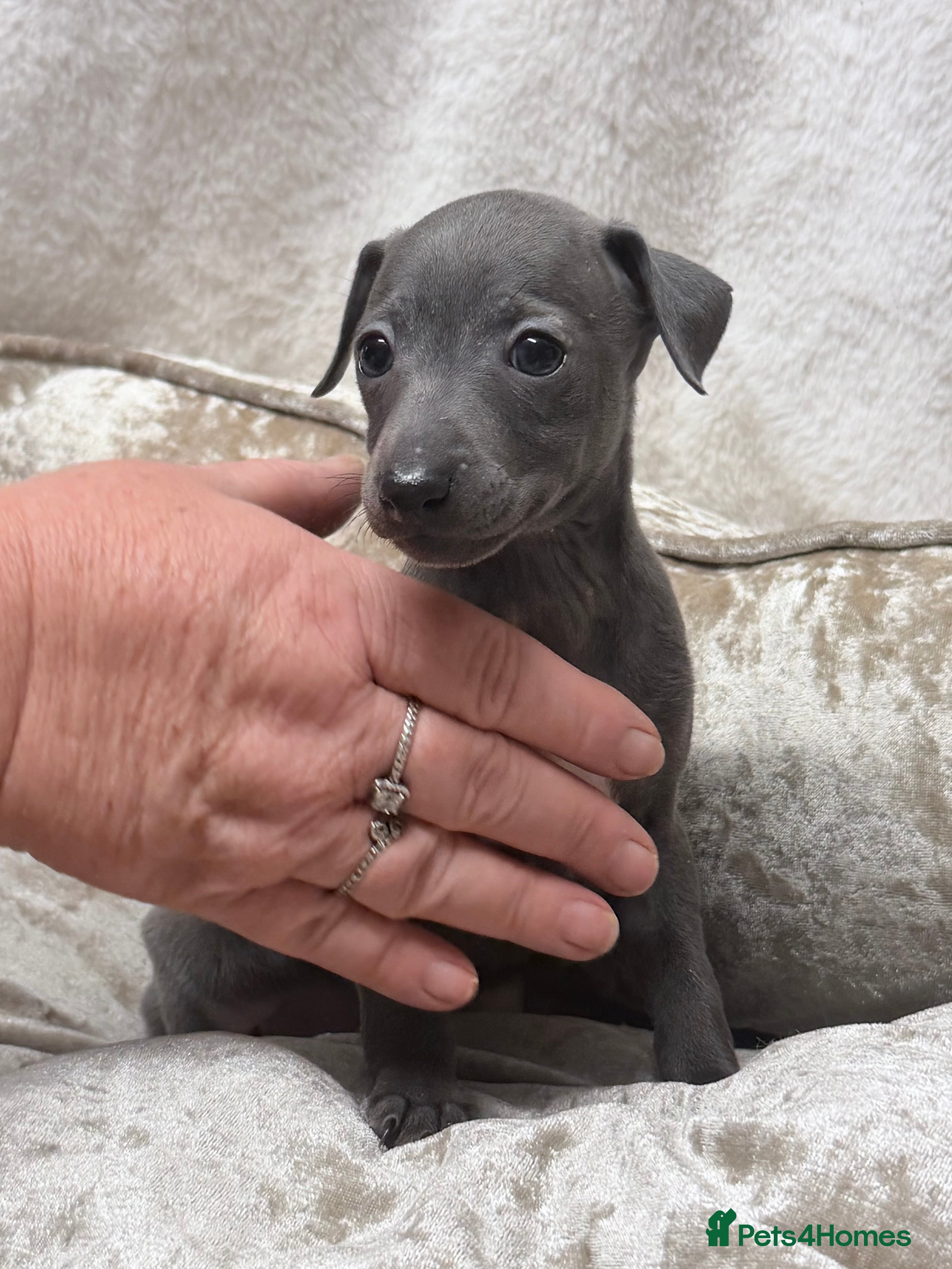 Italian Greyhound dogs Stunning Tiny All Blue KC registered Iggys  - Advert 1