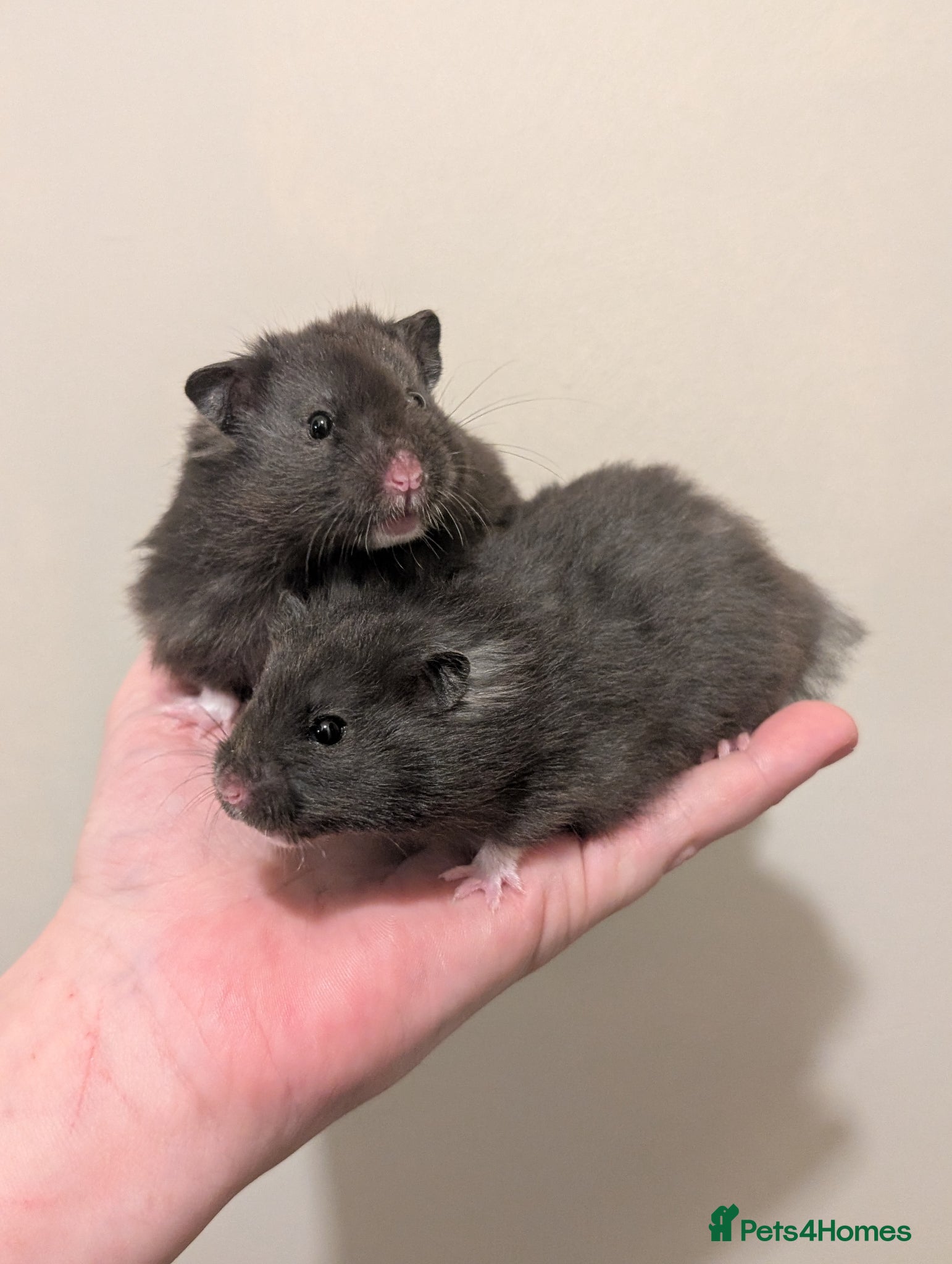 Hamster rodents Pedigree syrian hamsters  - Advert 1