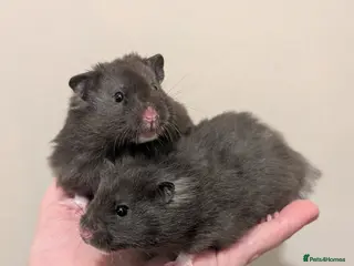 Hamster rodents Pedigree syrian hamsters - Advert 2