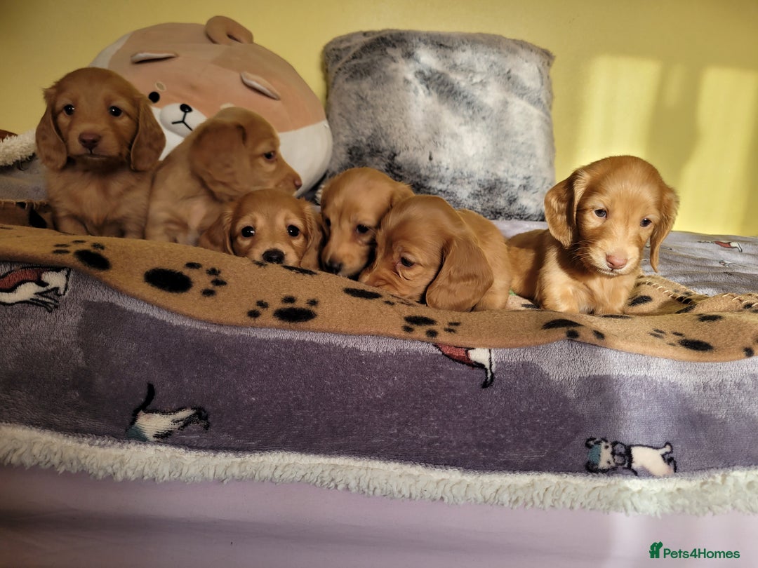 Dachshund dogs for sale: Long Haired KC Miniature Dachshund - Advert 1