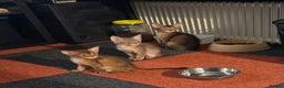 Chausie cats for sale: Adorable Chausie Kittens – 2 males & 1 female - Advert 7