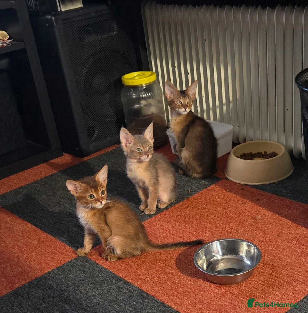 Chausie cats for sale: Adorable Chausie Kittens – 2 males & 1 female - Image 7