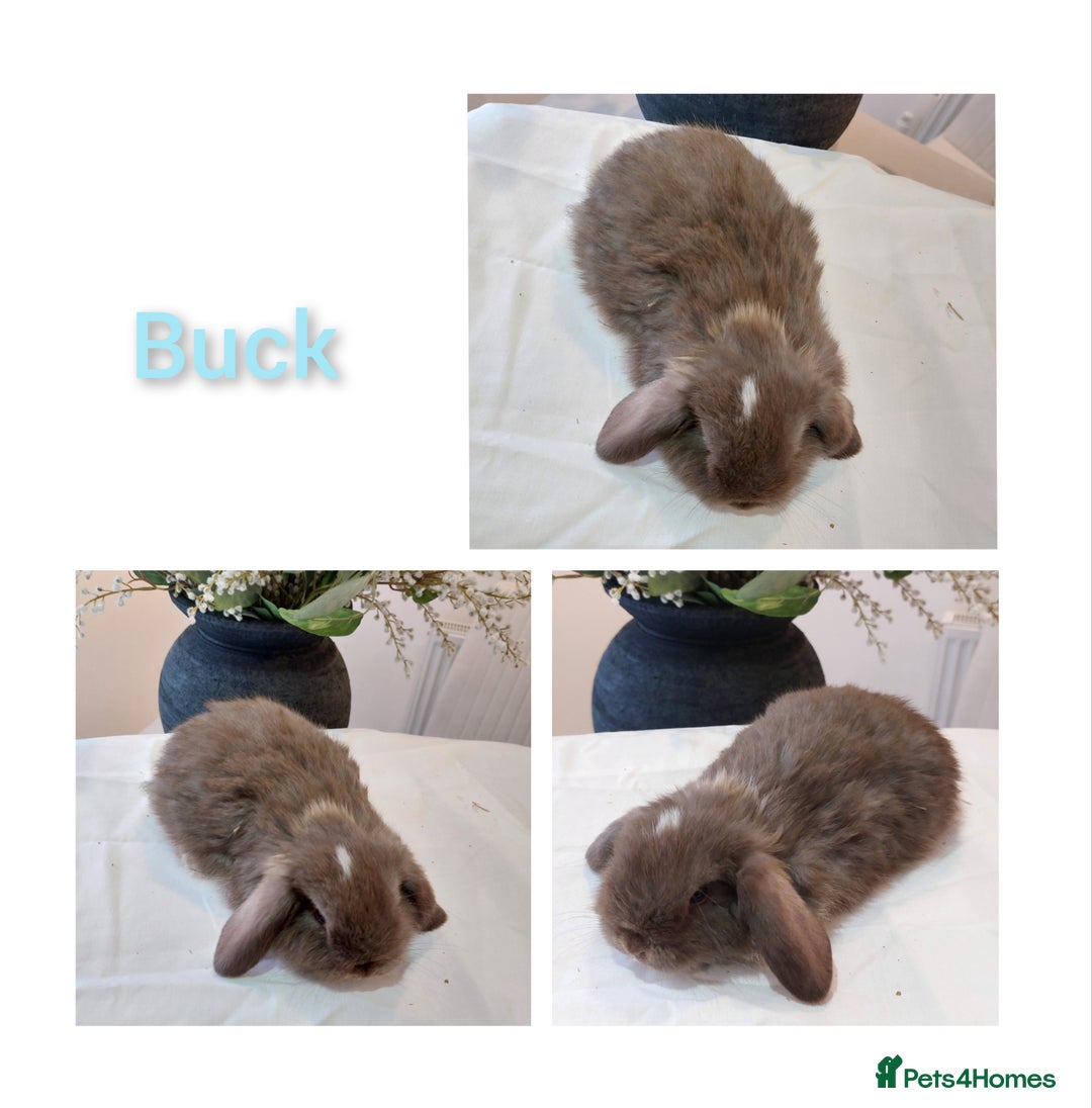 Mini Lop rabbits for sale: Stunning Mini Lop Baby Rabbits - Advert 7