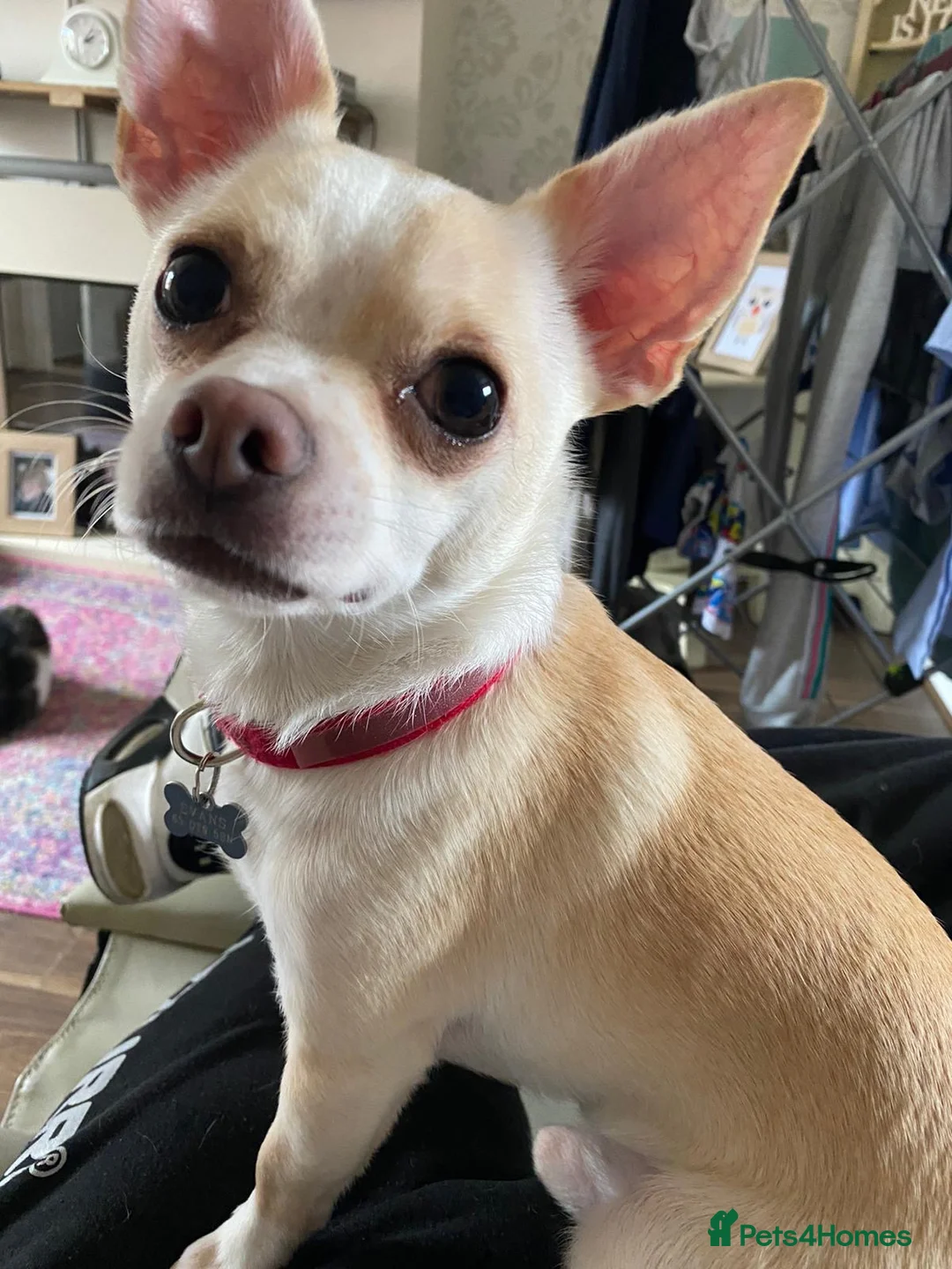 Chihuahua dogs for sale: Male deer head chihuahua - Advert 1