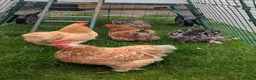 Chickens poultry for sale: Chickens pekin bantam and goldline  - Advert 3