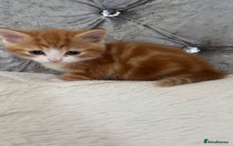 Mixed Breed cats for sale: GINGER KITTENS - Image 7