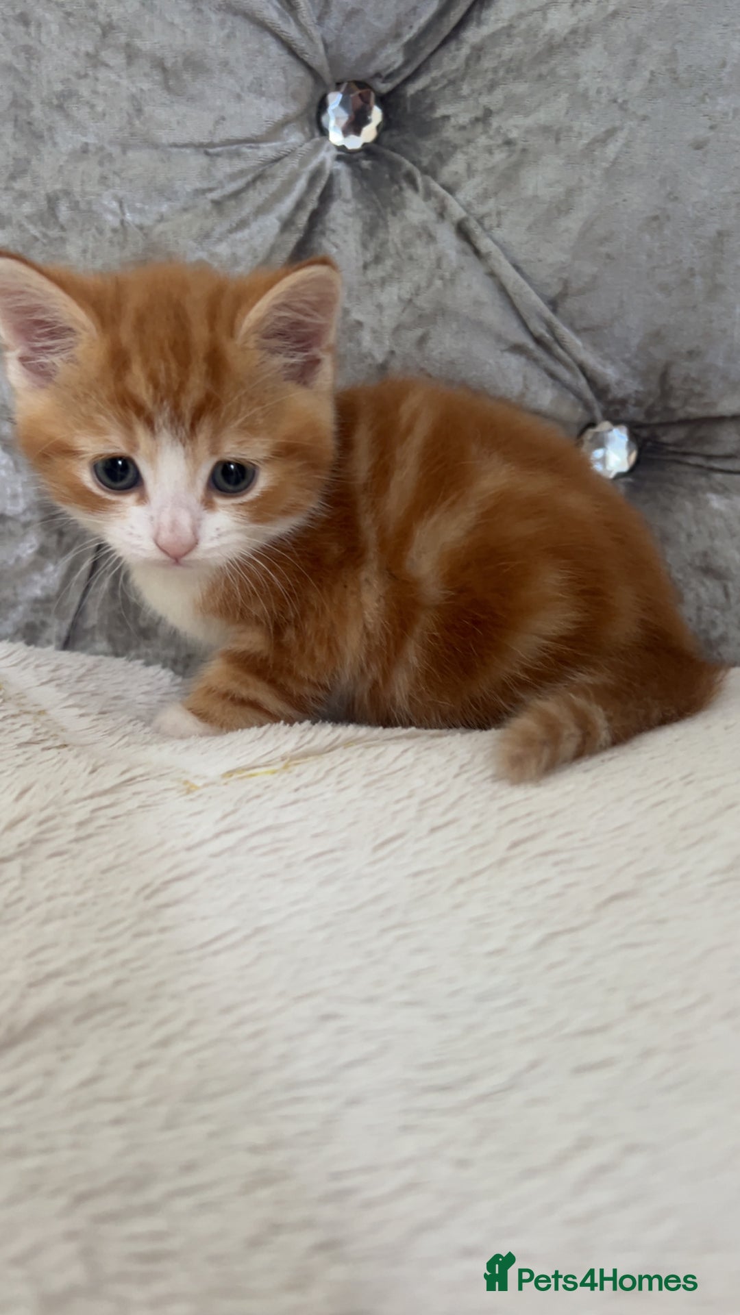 Mixed Breed cats for sale: GINGER KITTENS - Image 7