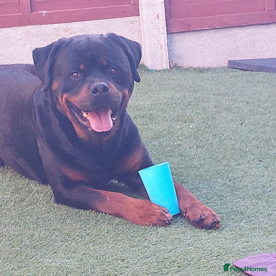 Rottweiler dogs for sale: Imported rottie champion lines  - Image 3