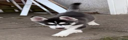 Siberian Husky dogs for sale: Siberian Husky Puppies  - Advert 8