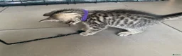 Mixed Breed cats for sale: Beautiful characterful kittens for sale. - Advert 32