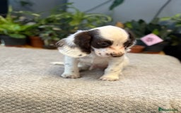 Cocker Spaniel dogs for sale: Four beautiful *working* cocker spaniel puppies - Advert 8