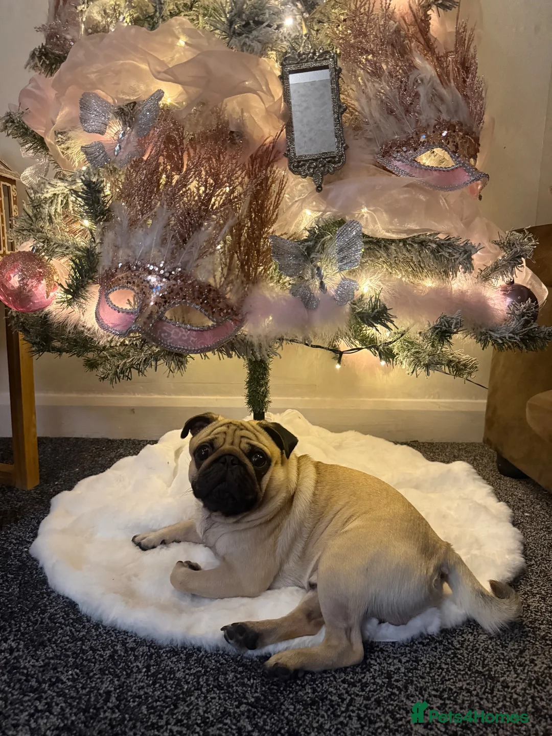 Pug dogs for sale: Loki  in Manchester - Advert 8