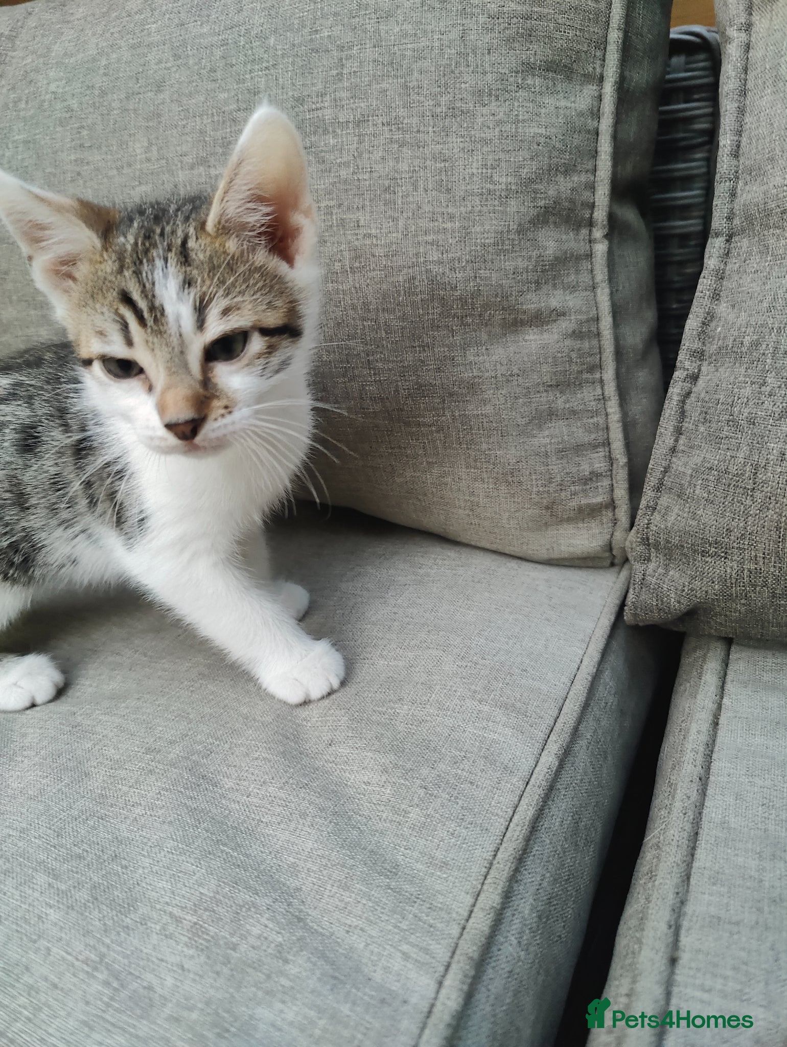 Mixed Breed cats 4 Bengal mix kittens. - Advert 2