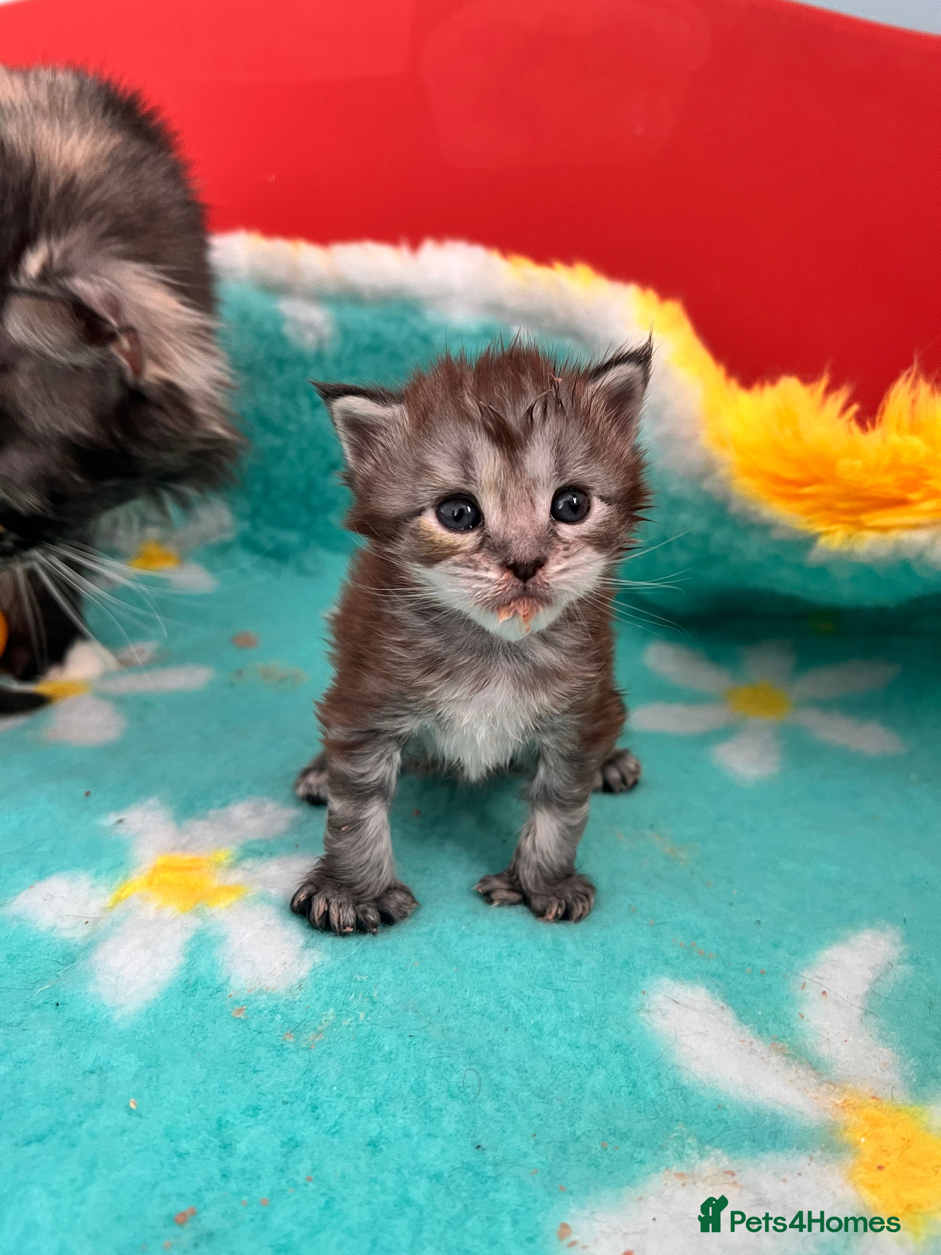 Maine Coon cats Polydactyl Maine Coon Kittens! - Advert 4