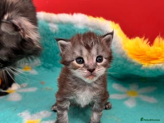 Maine Coon cats Polydactyl Maine Coon Kittens! - Advert 15