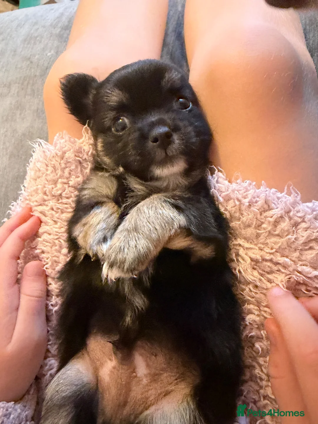 Chihuahua dogs for sale: Gorgeous litter of long hair chihuahuas  - Advert 20