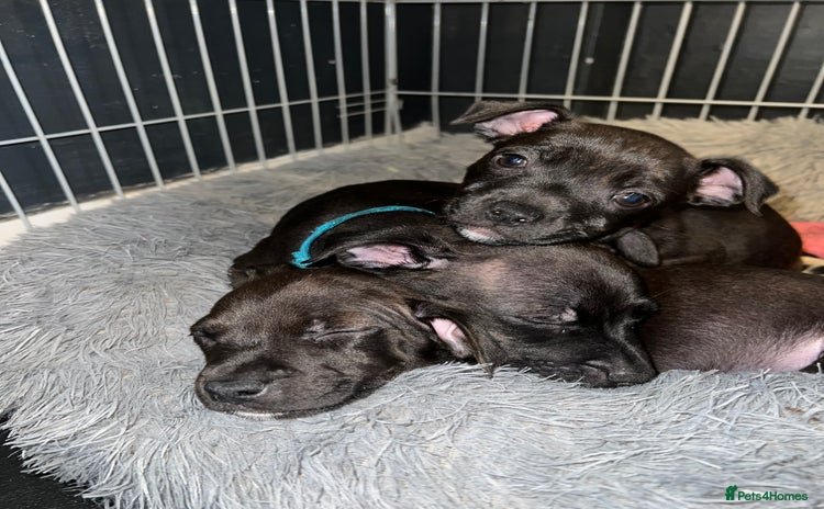 Mixed Breed dogs - Advert 6